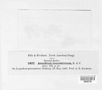 Aecidium leucostictum image
